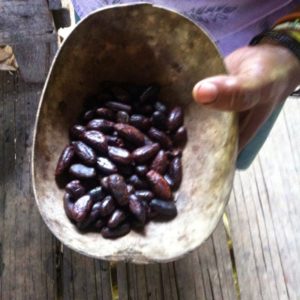 Cacao Tour