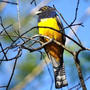 Birdwatching in Manzanillo