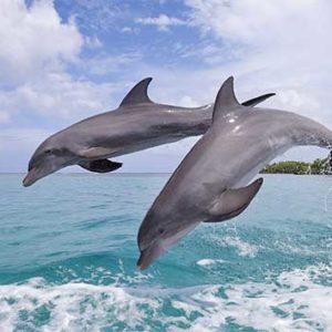 Bahia-delfines-Bocas-del-toro